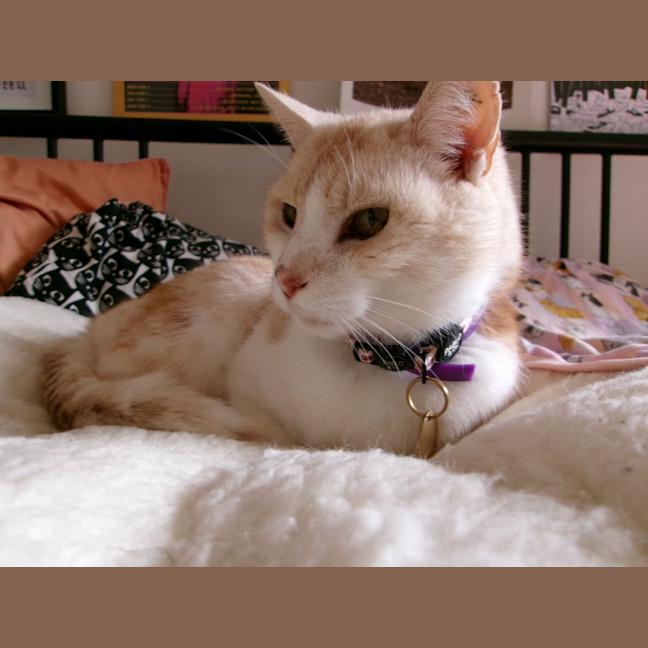 Photo of Herbert