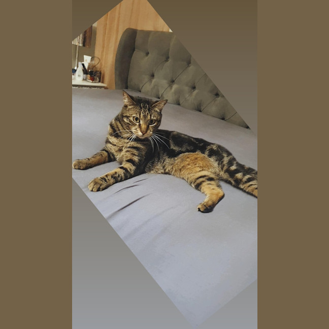 Photo of Astro   Assisted Rehoming