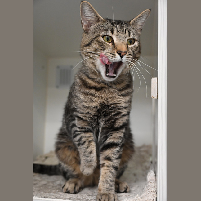 Photo of Cobalt