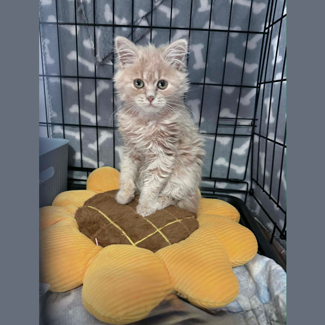 Photo of Butter Bean 💙