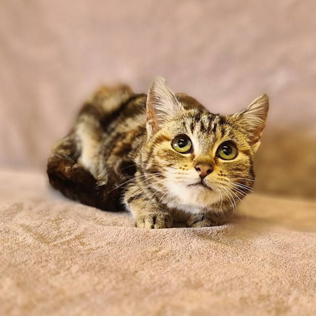 Photo of Penny