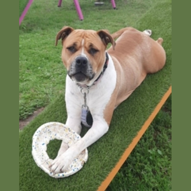Photo of Poppy (58809)