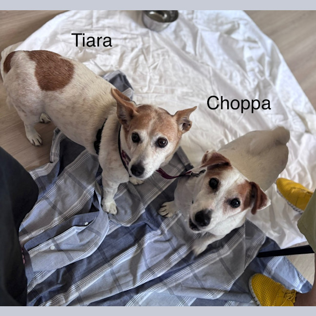 Photo of Choppa And Tiara