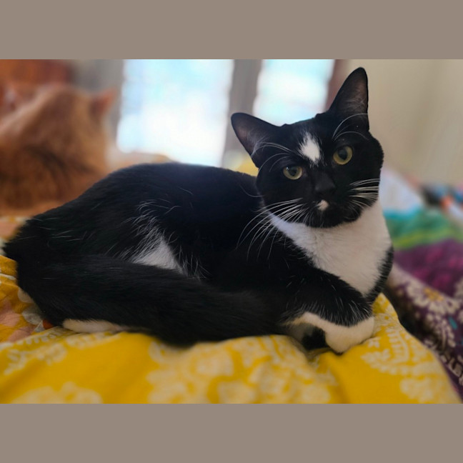Photo of Baileys
