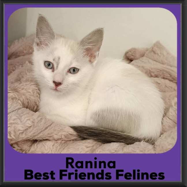 Photo of Ranina