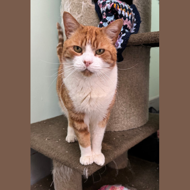 Photo of Tigger