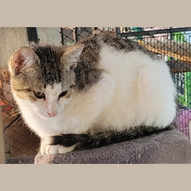 Photo of Patch