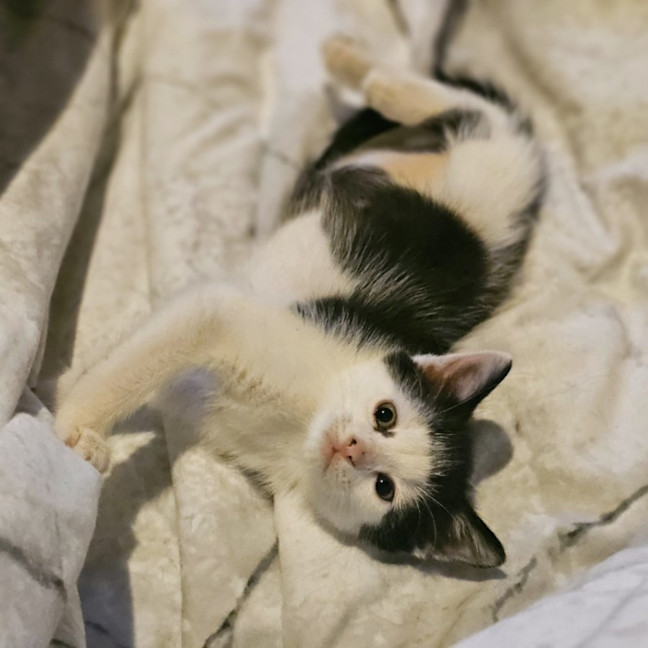 Photo of Creme