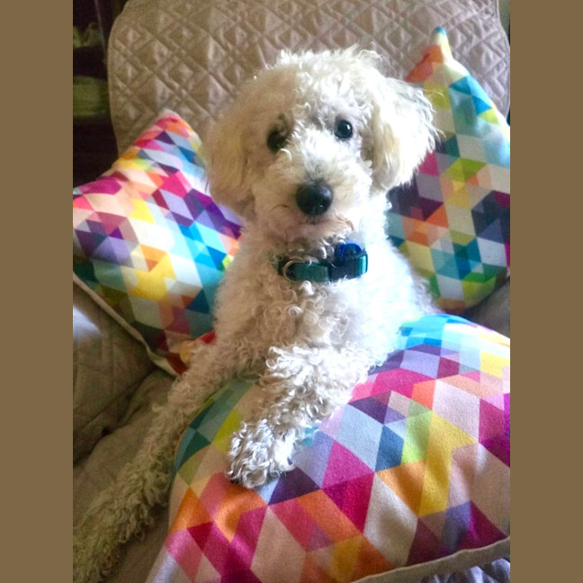 Photo of Archie   10 Month Old Spoodle