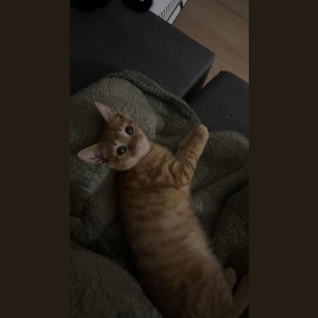 Photo of Cheeto Supreme