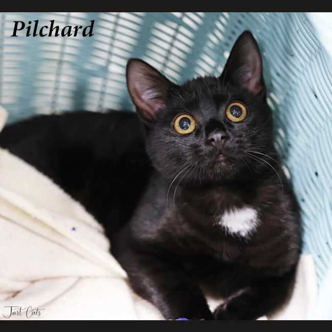 Photo of Pilchard