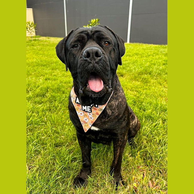 Photo of Billie *$350 Adoption Fee*