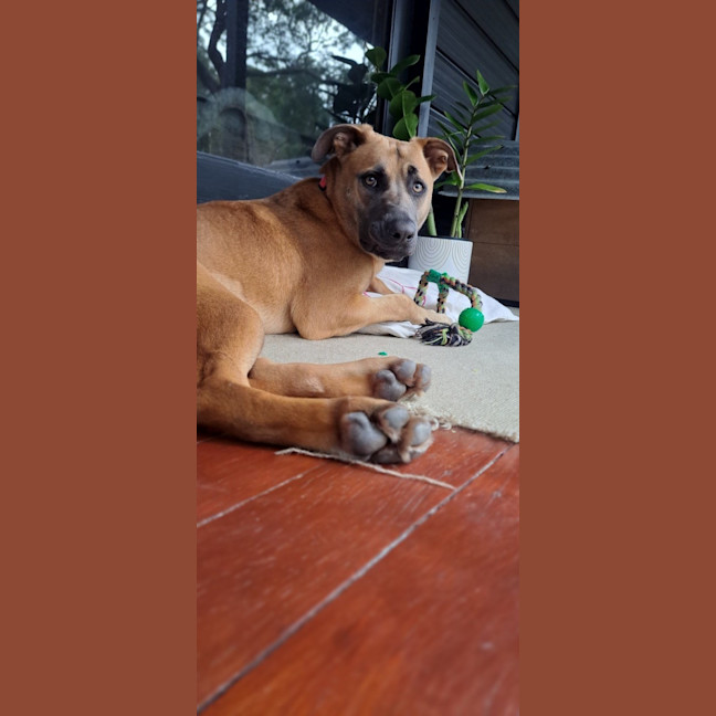 Photo of Sable