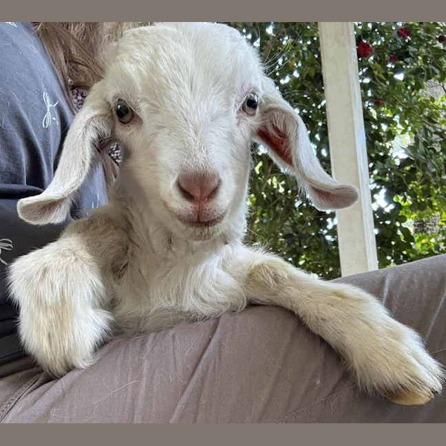 Photo of Molly Wobbles