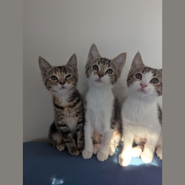 Photo of Sophia Golden