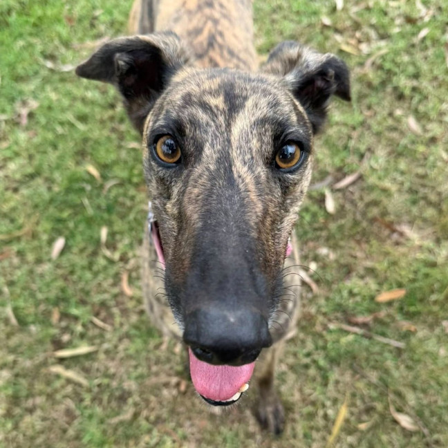 Photo of Aggie The Greyhound