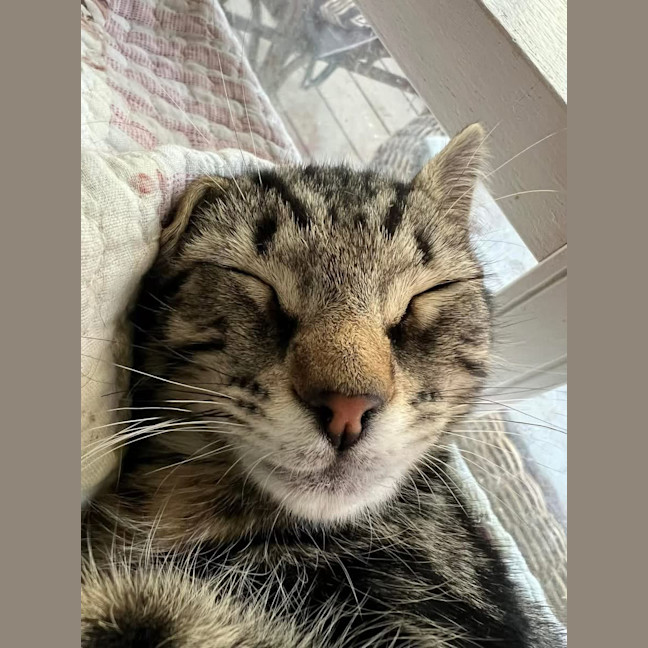 Photo of Tommy