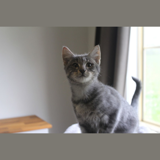 Photo of Possum