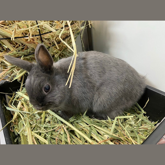 Photo of Bonnie Grey