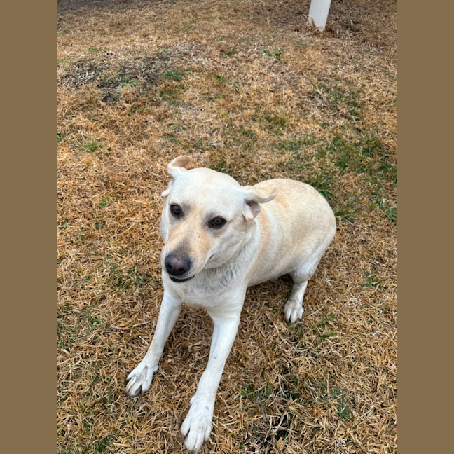 Photo of Honey