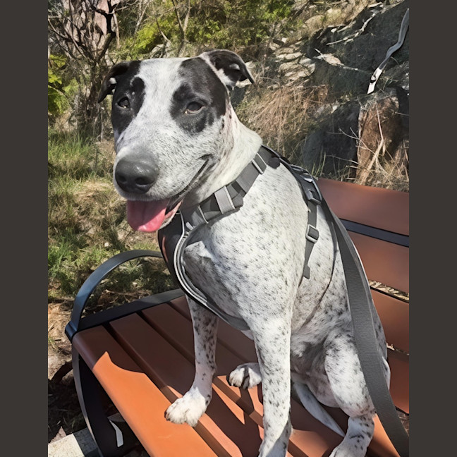 Photo of Spot   22 Month Old Cattle Dog X