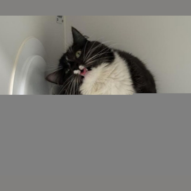 Photo of Oreo 