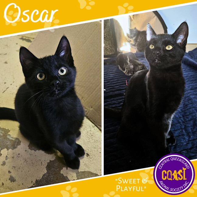 Photo of Oscar