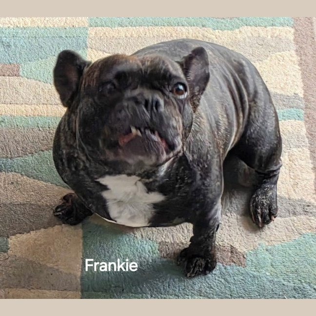 Photo of Frankie