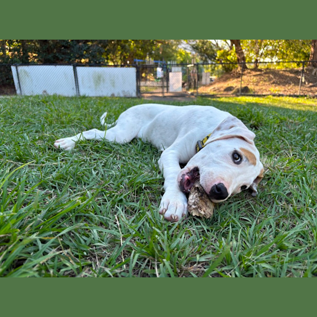 Photo of Yoshi 
