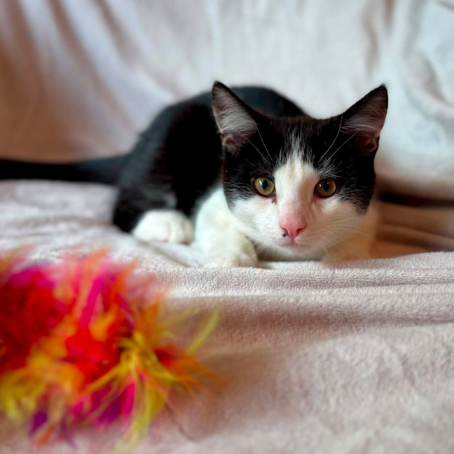 Photo of Sonny   In Foster Care In Templestowe