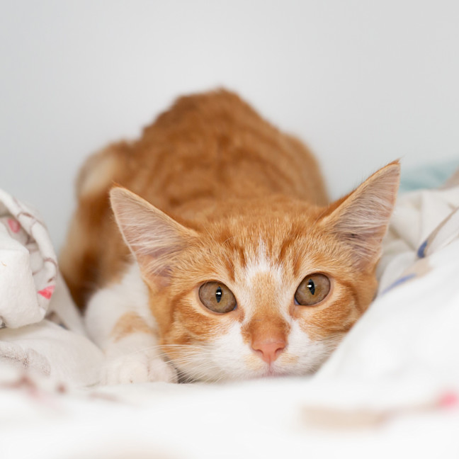 Photo of Butterscotch