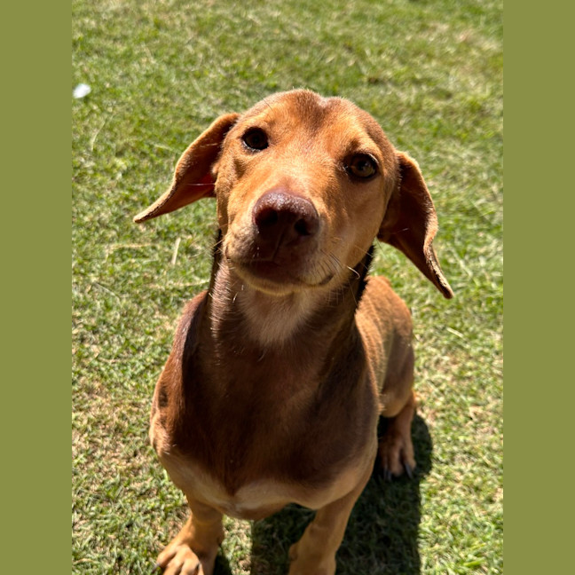 Photo of Toozey