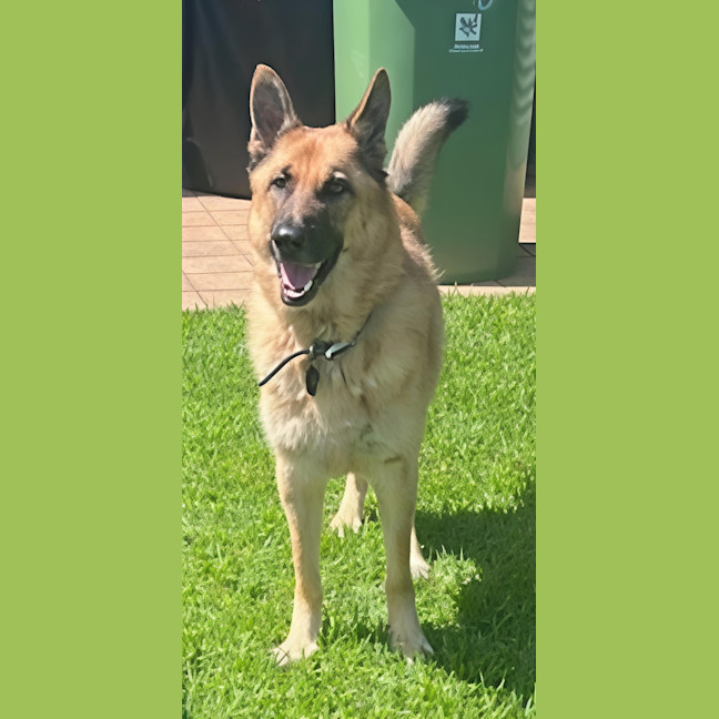 Photo of Shadow   5 Year Old German Shepherd