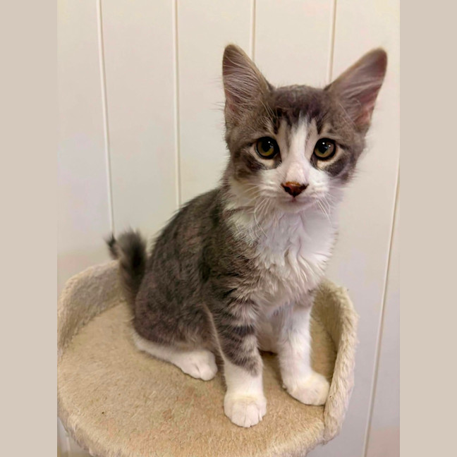 Photo of Nimbus