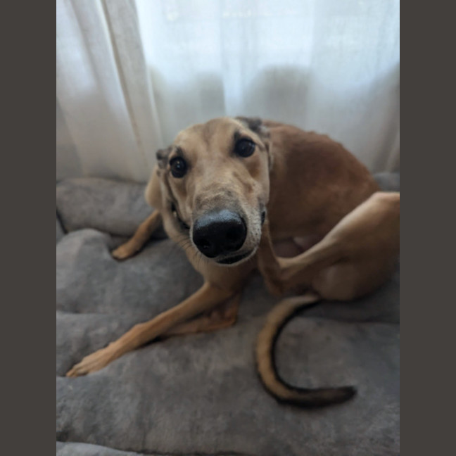 Photo of Caspian