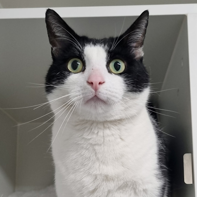 Photo of Hugo