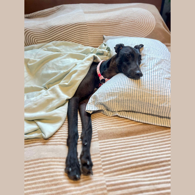 Photo of Peachy The Greyhound