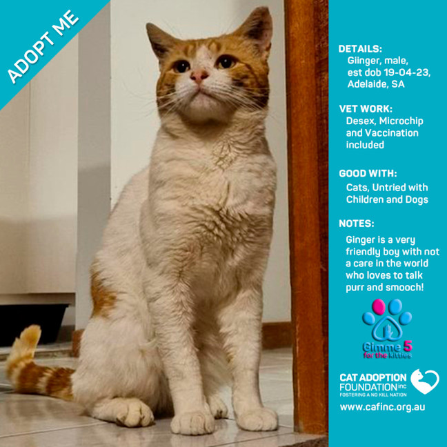 Photo of Ginger Only $40 Limited Time!