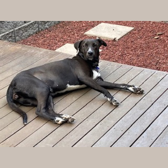 Photo of Zala   1 Year Old Border Collie X Kelpie