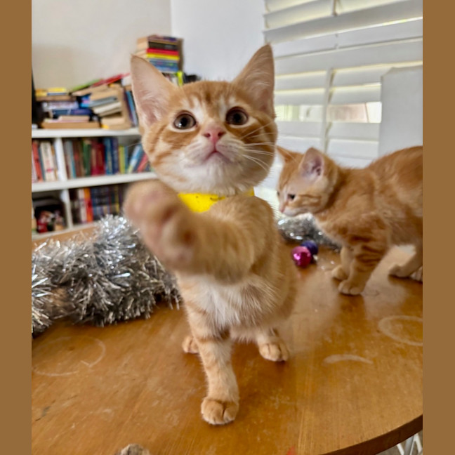 Photo of Doofus
