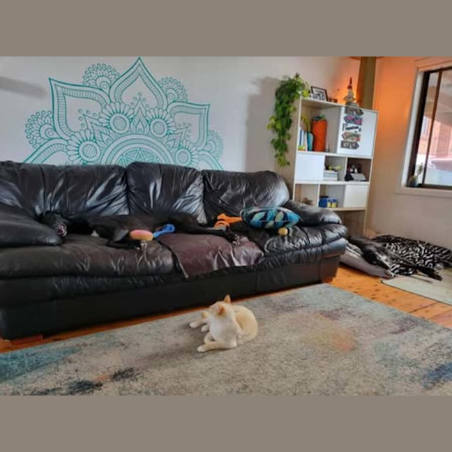 Photo of Fifi, The Greyhound