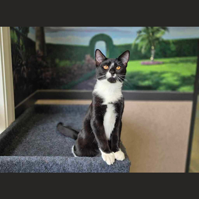 Photo of Tinky Winky