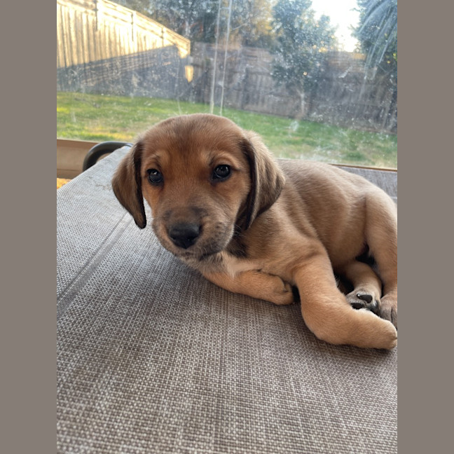 Photo of Figgy