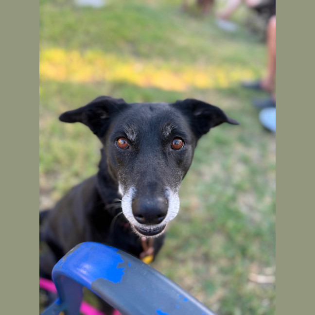 Photo of Taffy