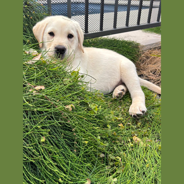 Photo of Alfie   10 Week Old Labrador