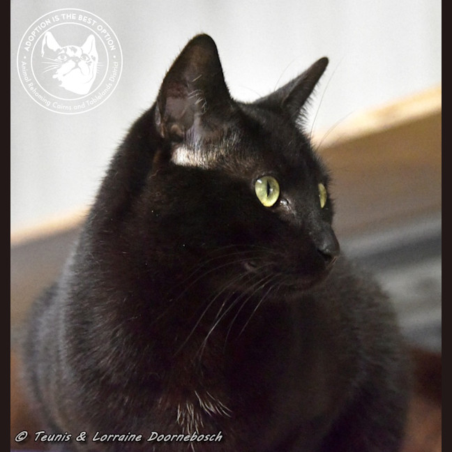 Photo of Pickle