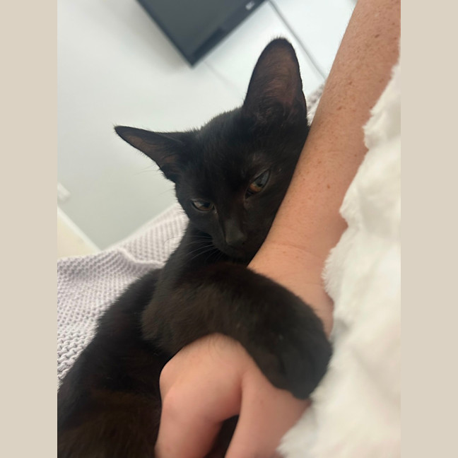 Photo of Ava   4 Month Old Domestic Short Hair