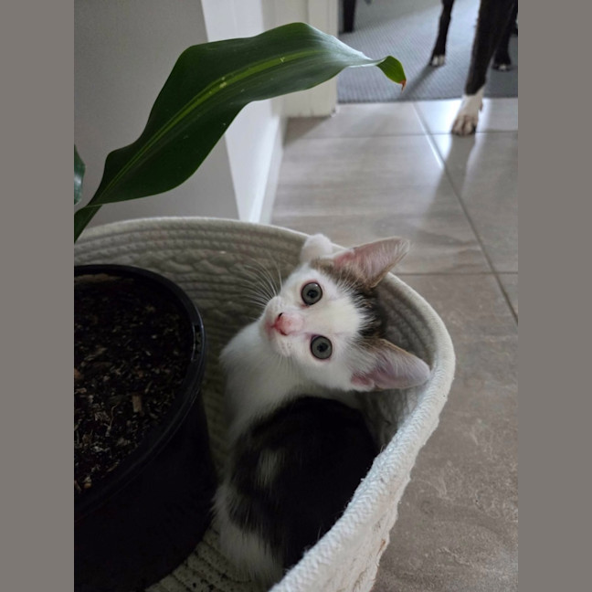 Photo of Chika
