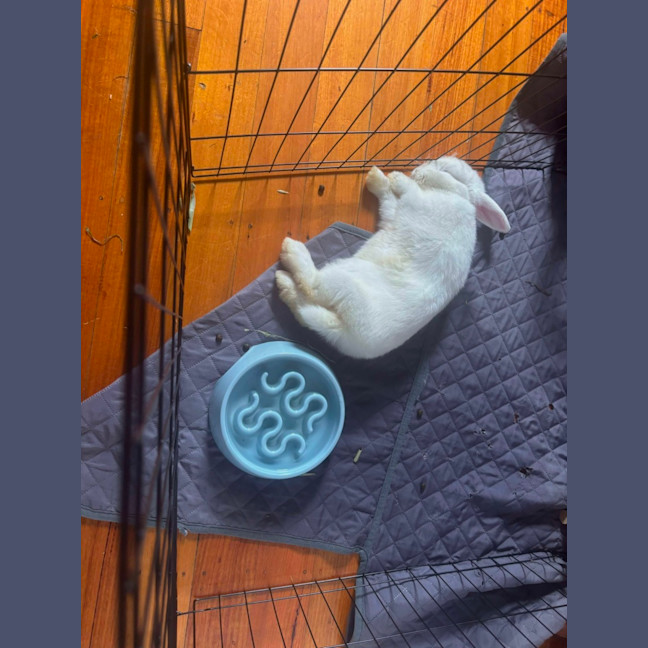 Photo of Kiwi