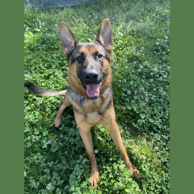 Photo of Gypsy